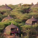 1664193130_8_serengeti_serena_3