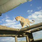 Cheetah on the jeep!