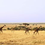 Mara-Giraffes-850x540
