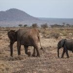 Sarova Shaba - Game drives 76