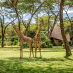 GiraffeGarden_16x9