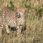 Wildlife Cheetah #2