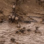 Wildebeest Migration In Maasai Mara