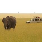 Sarova Mara Game Camp - Game drive 4