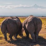 White Rhino In Ol-Pejeta Conservancy