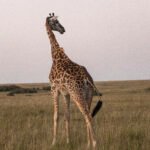 Safari_0583