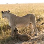 Safari_0638