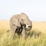 Safari_0656