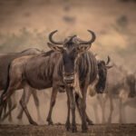 Sarova Mara Game Camp - Game 12