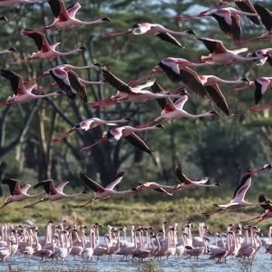 Lake Nakuru National Park