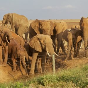Red Elepthants Of Tsavo National park