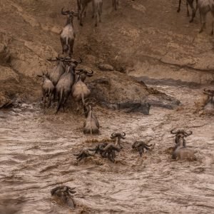 Wildebeest Migration In Maasai Mara