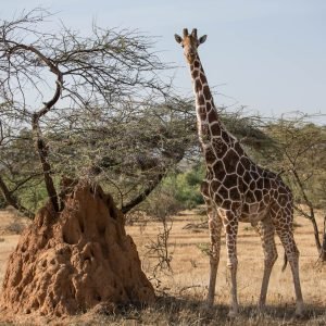 Samburu National Reserve