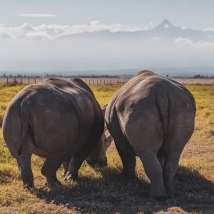 White Rhino In Ol-Pejeta Conservancy