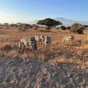 Amboseli national park